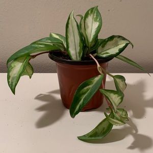 Hoya Crimson Princess